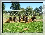 Sze��, Leonberger�w